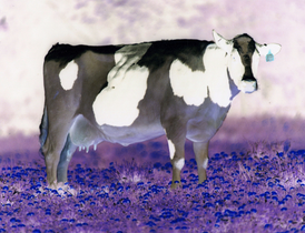 inverted Cow